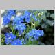 Delphinium grandiflorum 'Blue Mirror'